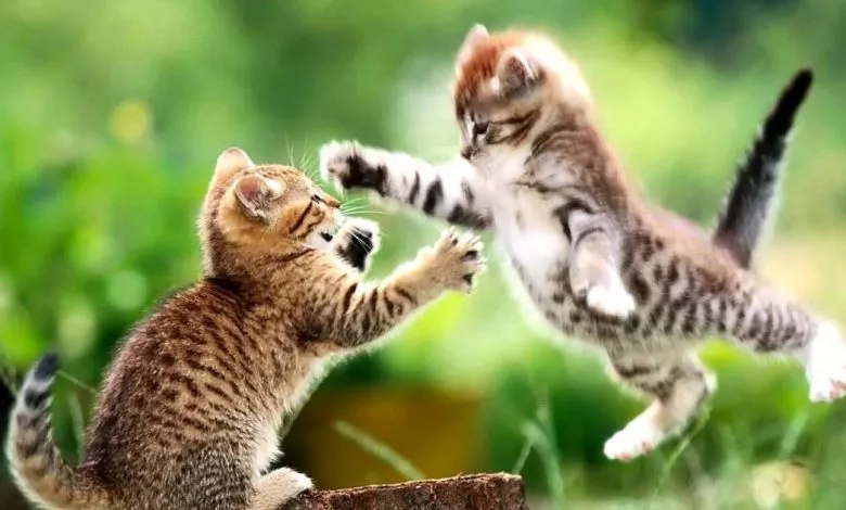 0100c00g 51aa 1200x630 1