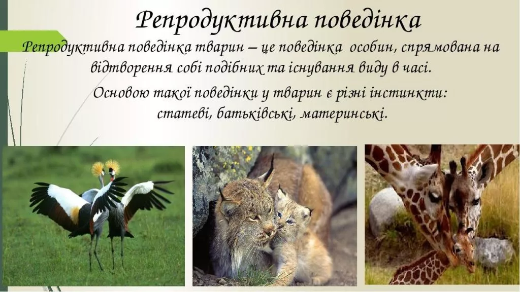 03c3d987e19b471f8add7e9f45c90260