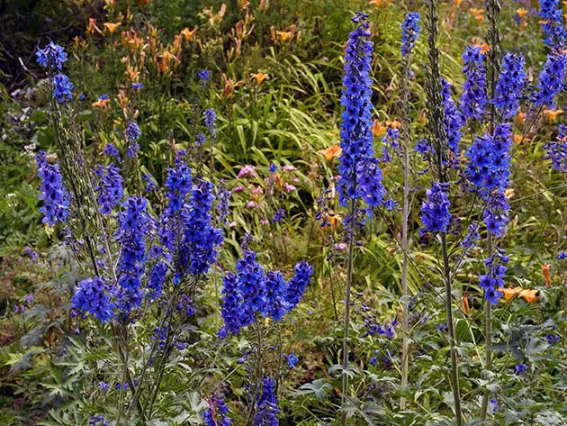 Lekarstvennye1h Delfinium