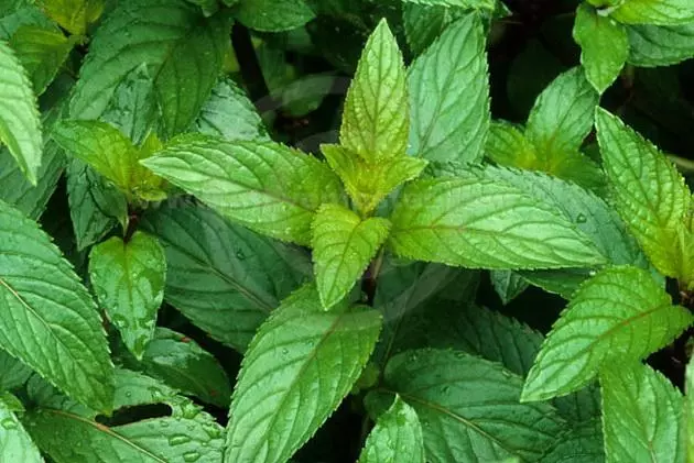 Likarsky Roslini 3 29702