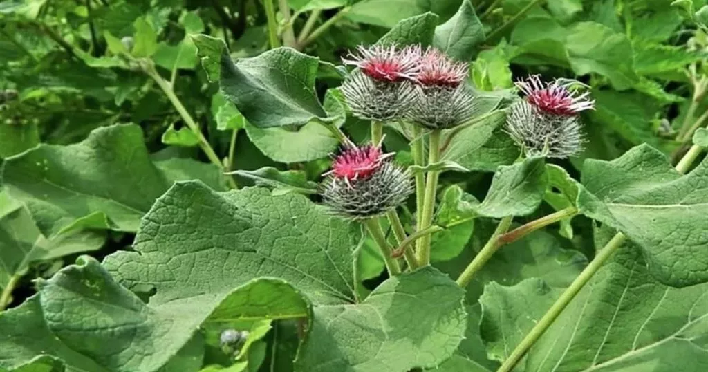 Lopuh Spravzhnij Likuvalni Vlastyvosti Koryst
