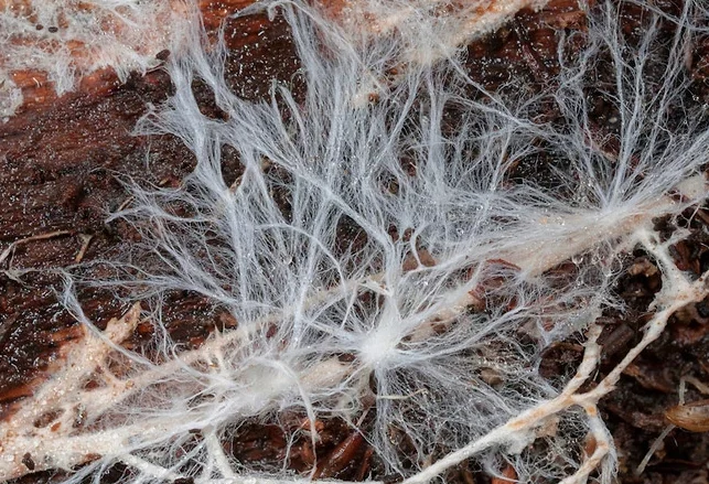 Shho Take Miczelij Grybiv