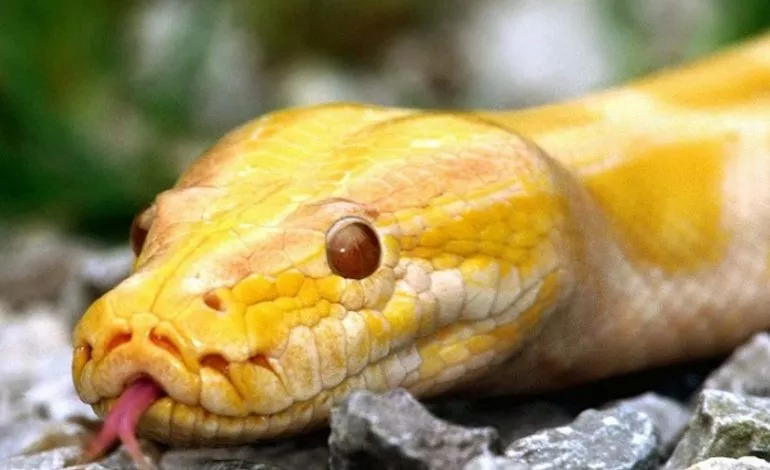 Son De Snit Sya Velika Zhovta Zm Ya Znachennya Obrazu Zm Napad A Takozh Traktuvannya Sonnik V Dlya Zh Nok 1