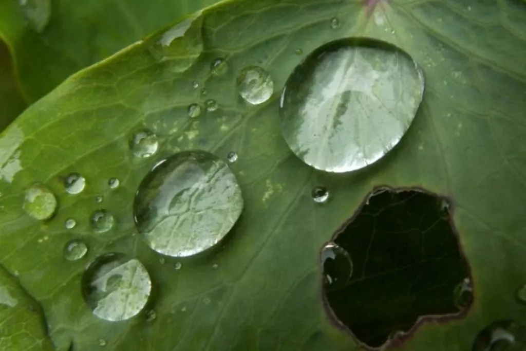 Tsikavi Fakty Pro Kyslotni Doshchi