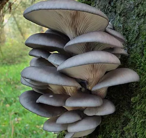 Veshenka 01 500x500 1