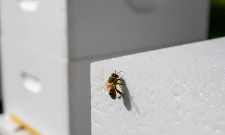 Nukleus Pinopolistyrol Chy Derevo